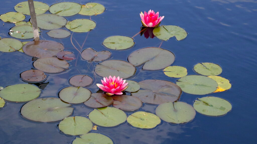 Lilly Pond